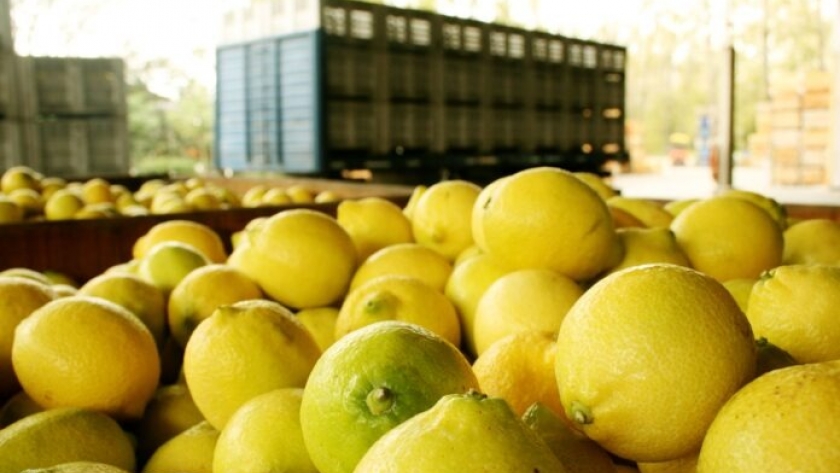 En el campo y la ciudad, hay que cuidar los cítricos del HLB