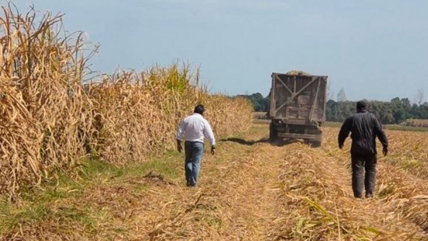 Caña de azúcar: la zafra 2019 fue excepcional en Tucumán