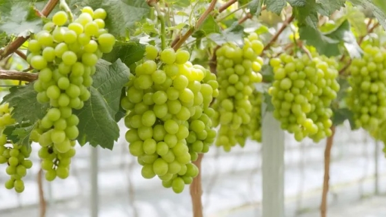 Australia proyecta un récord de producción en uva de mesa