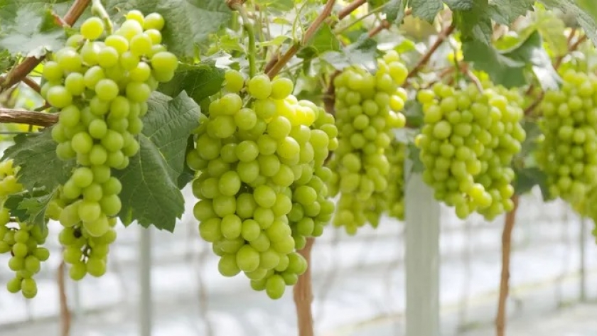 Australia proyecta un récord de producción en uva de mesa