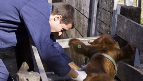 El 1 de octubre vence el plazo para reacreditarse en programas de sanidad animal