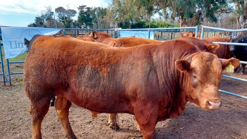 Se desarrolló la jura fenotípica de toros Limangus en la Chacra Bellocq