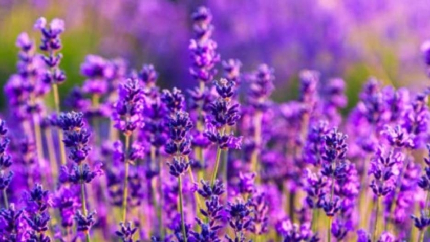 El aroma cordobés que conquista Francia 