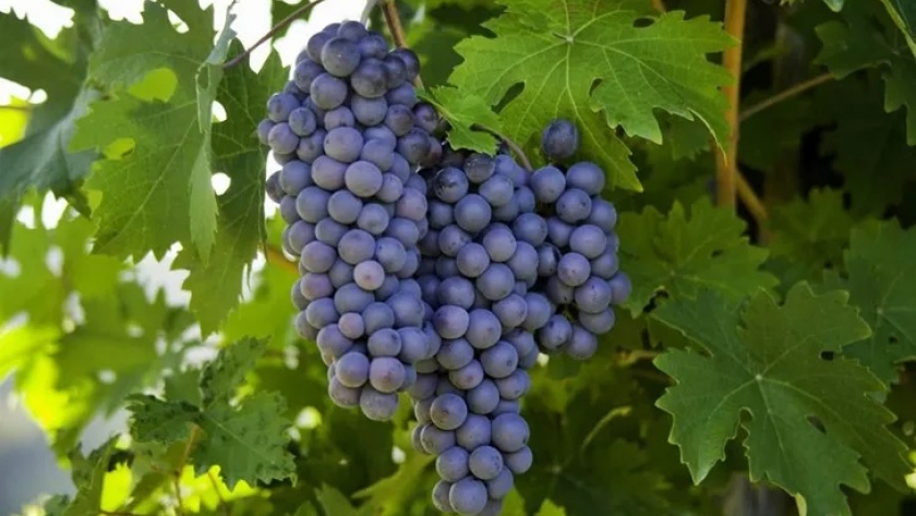 Día Internacional del Pinot Noir