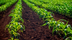 La falta de agua dificulta la siembra de maíz