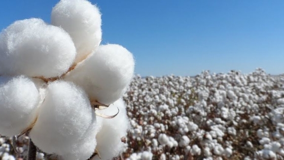 El algodón apuesta a una producción más eficiente y a una mayor integración de toda la cadena