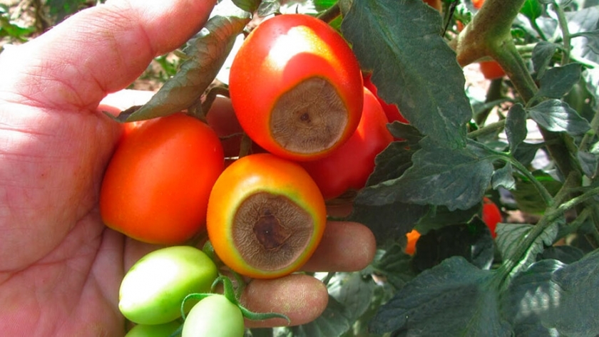 A qué se debe la podredumbre apical que presentan los tomates