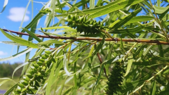 Sauce criollo: el INTA registra clones nativos para impulsar la restauración y la producción forestal