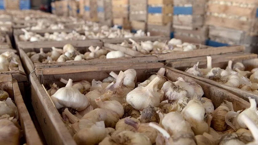 Mendoza exportará 5 contenedores de ajo a Taiwán
