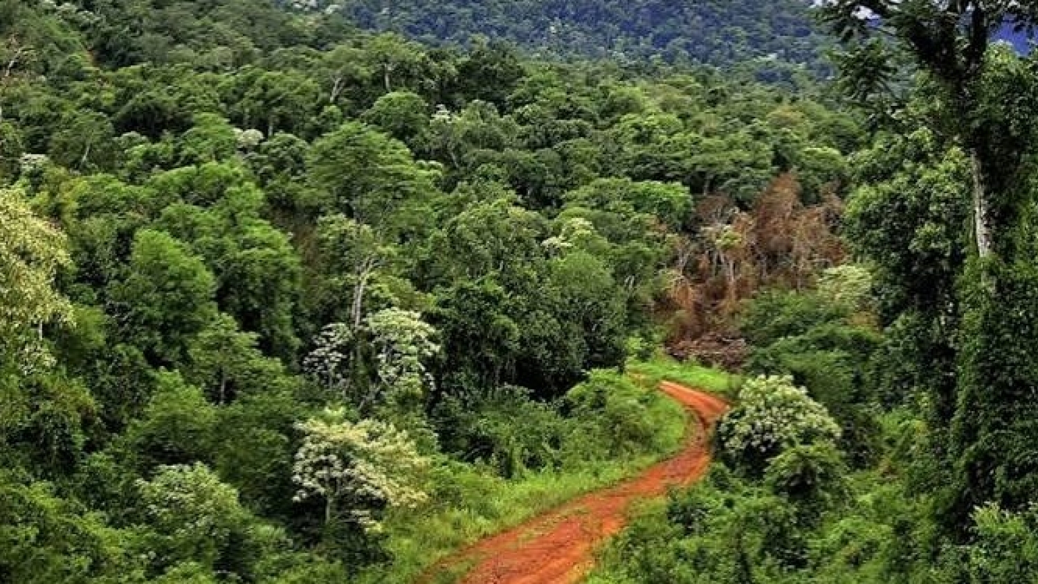 Yerba y ganadería: qué cambia en el bosque nativo de Misiones