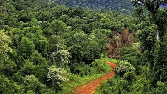 Yerba y ganadería: qué cambia en el bosque nativo de Misiones