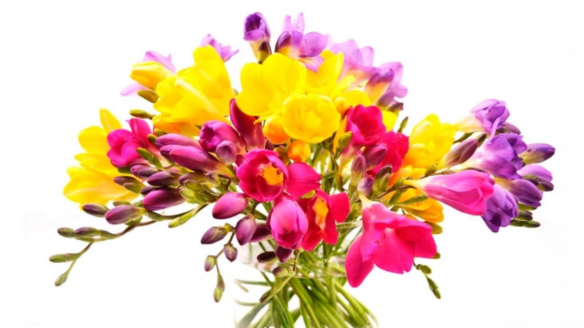 Floricultura, una alternativa colorida