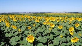 Proyectan un aumento histórico en la cosecha de girasol en Entre Ríos