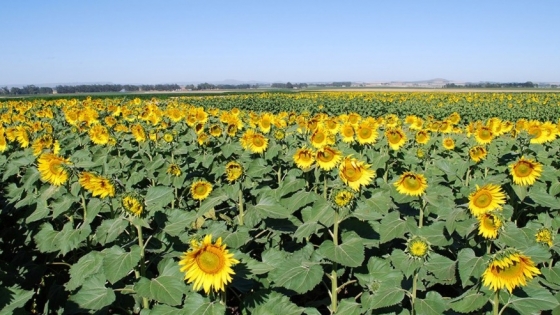 Proyectan un aumento histórico en la cosecha de girasol en Entre Ríos