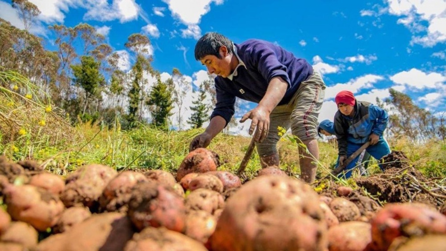Agricultura en Abra Pampa: Tabladitas prepara sus tierras para la nueva campaña