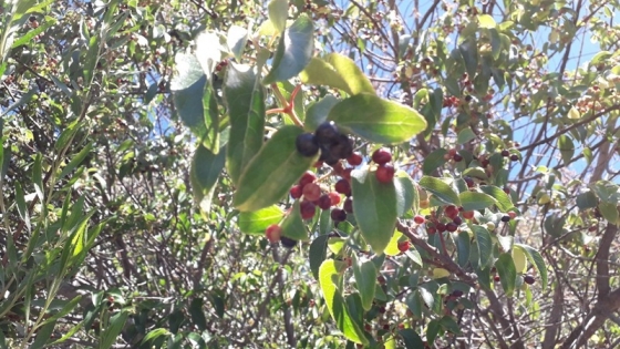 Maqui: el súper berry que el INTA busca cultivar
