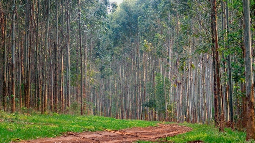 Santo Domingo, el bosque correntino que limpia el aire del planeta Tierra