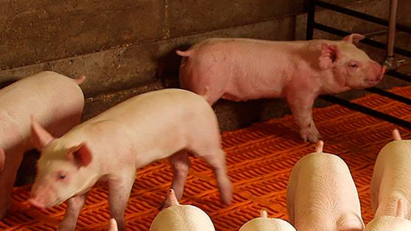 Producción de cerdos creció un 130 % en la ultima década