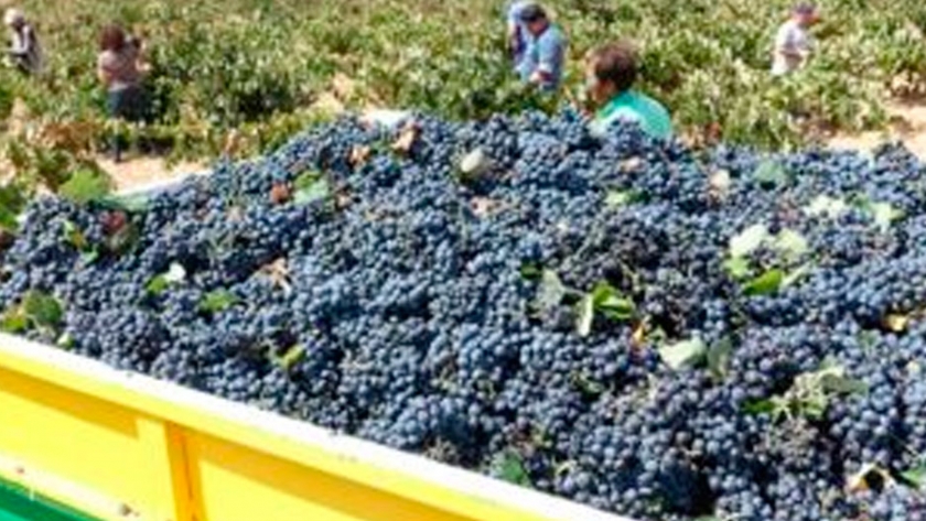 Hay 6 mil productores de malbec al borde de la extinción, advierte Claudio Giusti desde el Valle de Uco, cuna del varietal insignia del vino argentino