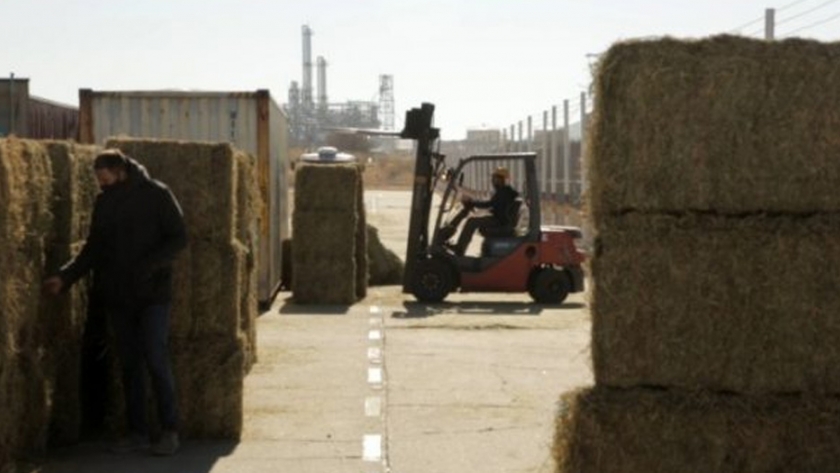 Llegó a Qatar la primera carga de alfalfa enviada por el Gobierno de San Luis