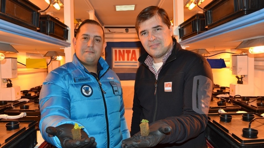 Antártida Argentina: Germinaron los primeros plantines hortícolas