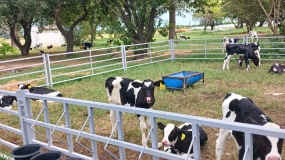 INTA: nuevas propuestas para transformar la crianza bovina