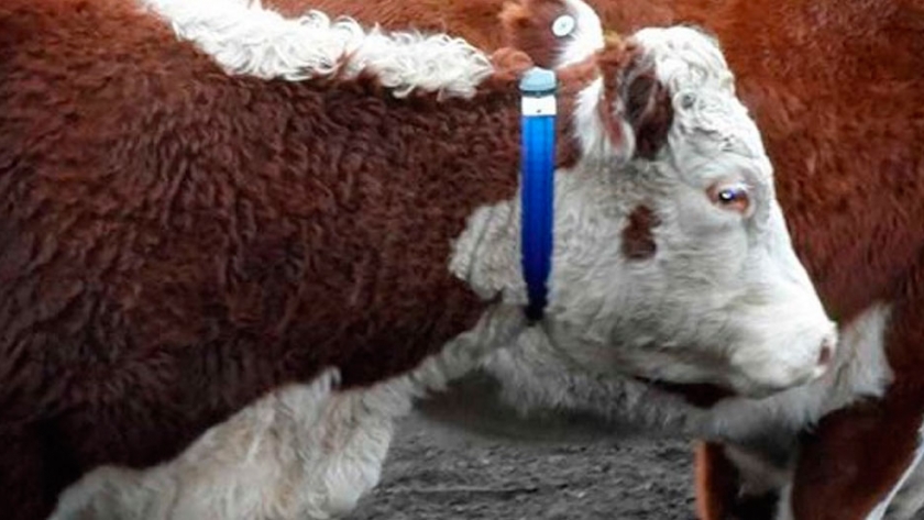 En ganadería, aplicar la tecnología evita salir de casa