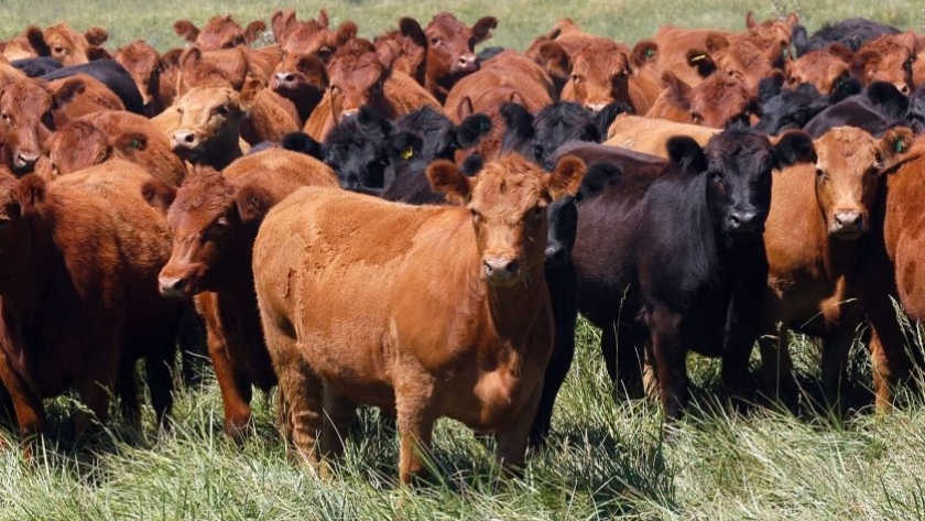 La invernada superó los 10 millones de animales