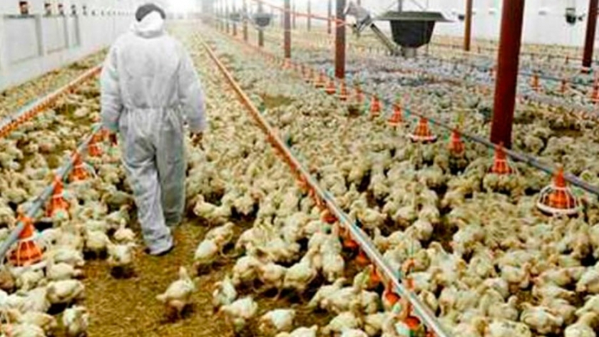 Directrices a seguir en los eslabones de cadena avícola, tras COVID-19