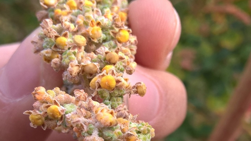 Los Valles Andinos de San Juan tienen potencial para cultivar quinua