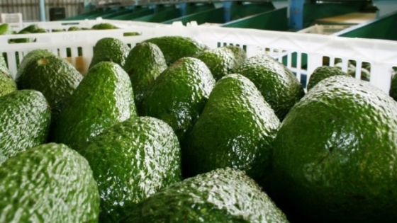 <Nueva normativa para transporte de palta Hass