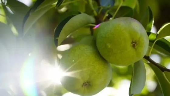 Brasil impulsa el arranque de la campaña de peras argentinas con precios inéditos para el inicio del año