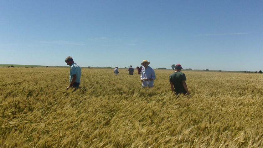 ¿Qué impacto tienen las variables de manejo en el rendimiento del cultivo de trigo en Entre Ríos?
