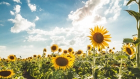El girasol desafía la lógica de la cosecha y mantiene precios en alza
