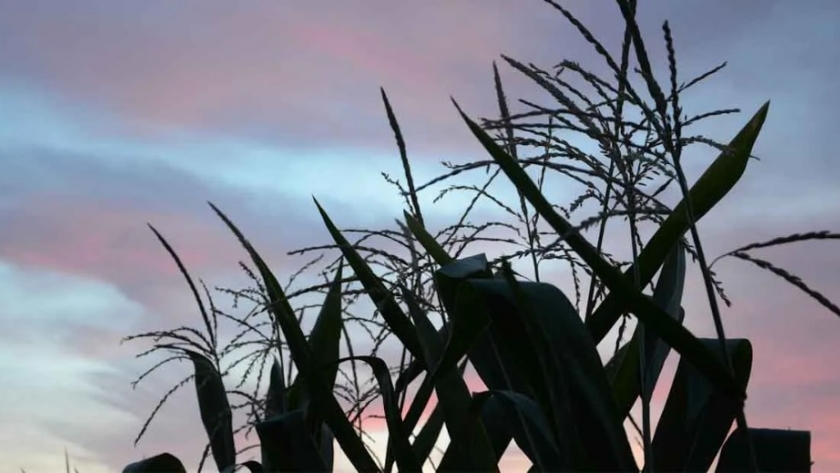 Un dia de Campo para destacar el potencial del Maiz en la Bioeconomia