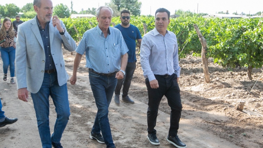 Con fondos provinciales, la última fase del operativo contra la Lobesia botrana se puso en marcha en San Martín