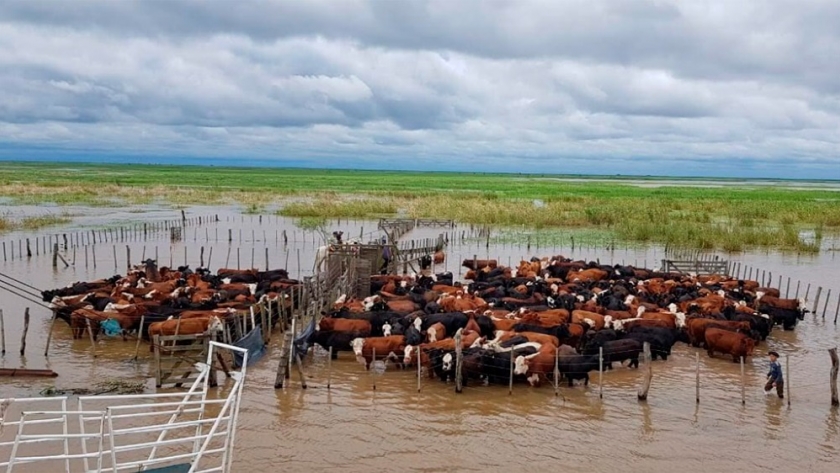 La SRA estimó en más de 5 millones las cabezas de ganado afectadas por la crecida del Paraná