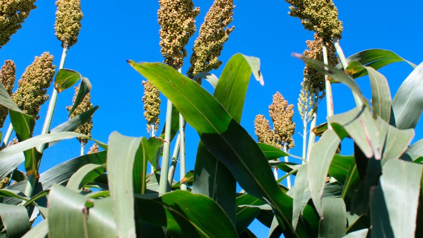 Se sembrarían unas 100.000 ha de sorgo en Entre Ríos