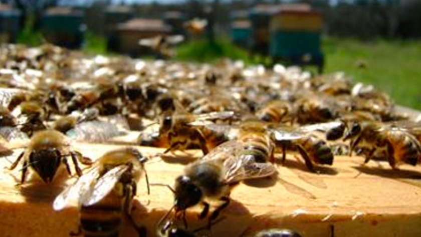Abejas melíferas para monitorear agroquímicos