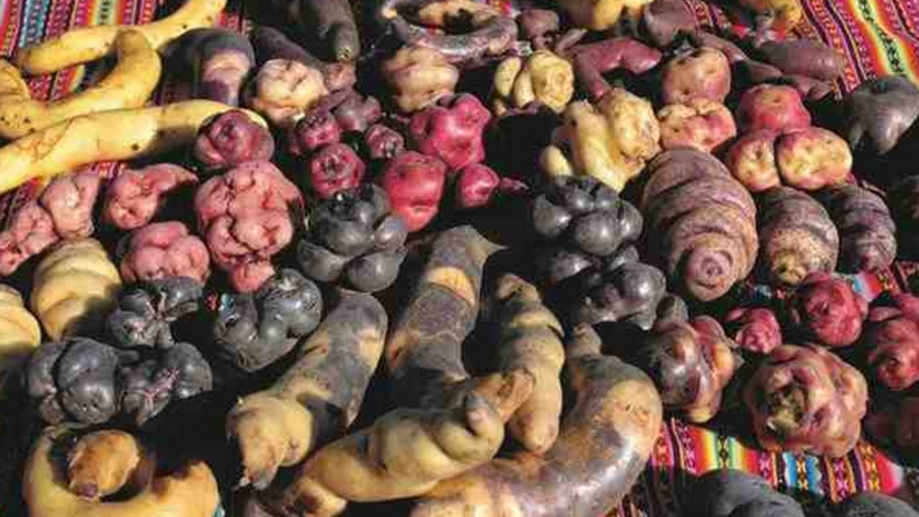 Alemania contribuye a salvaguardar la biodiversidad de las papas peruanas