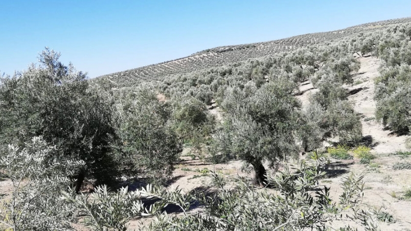 Proyecto sobre salud de suelos agrícolas