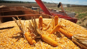 Las discordantes revisiones de las existencias de maíz de EE. UU. hacen que las cifras del USDA sean impredecibles