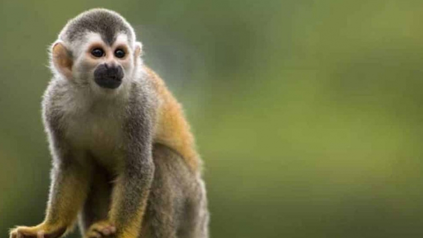 En trabajo conjunto de provincia y nación se recuperaron especies protegidas de la fauna silvestre