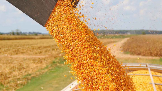 La Fiscalía Federal liberó 90 toneladas de maíz para productores de Santa Victoria Este
