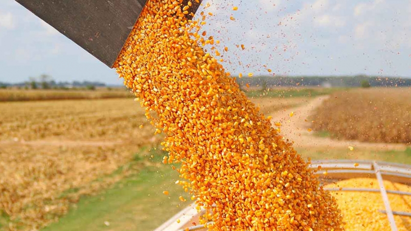 La Fiscalía Federal liberó 90 toneladas de maíz para productores de Santa Victoria Este