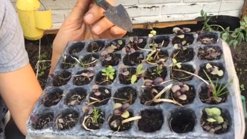 La provincia realizó un curso on-line sobre huerta familiar en el que participaron más de 500 personas