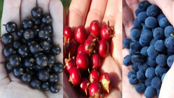 Superalimentos patagónicos: cuáles son las especies con mayor poder antioxidante y respaldo científico