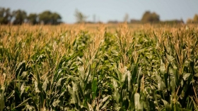Córdoba: Easy Start, la tecnología más rentable para nutrir el maíz