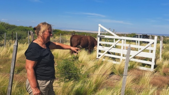 Plan Toros II: Continúan con la reposición de ejemplares bovinos