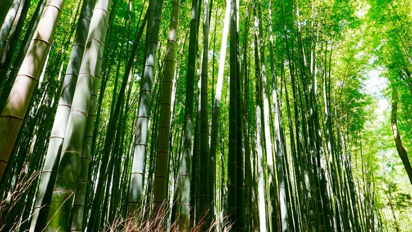 La versatilidad del bambú